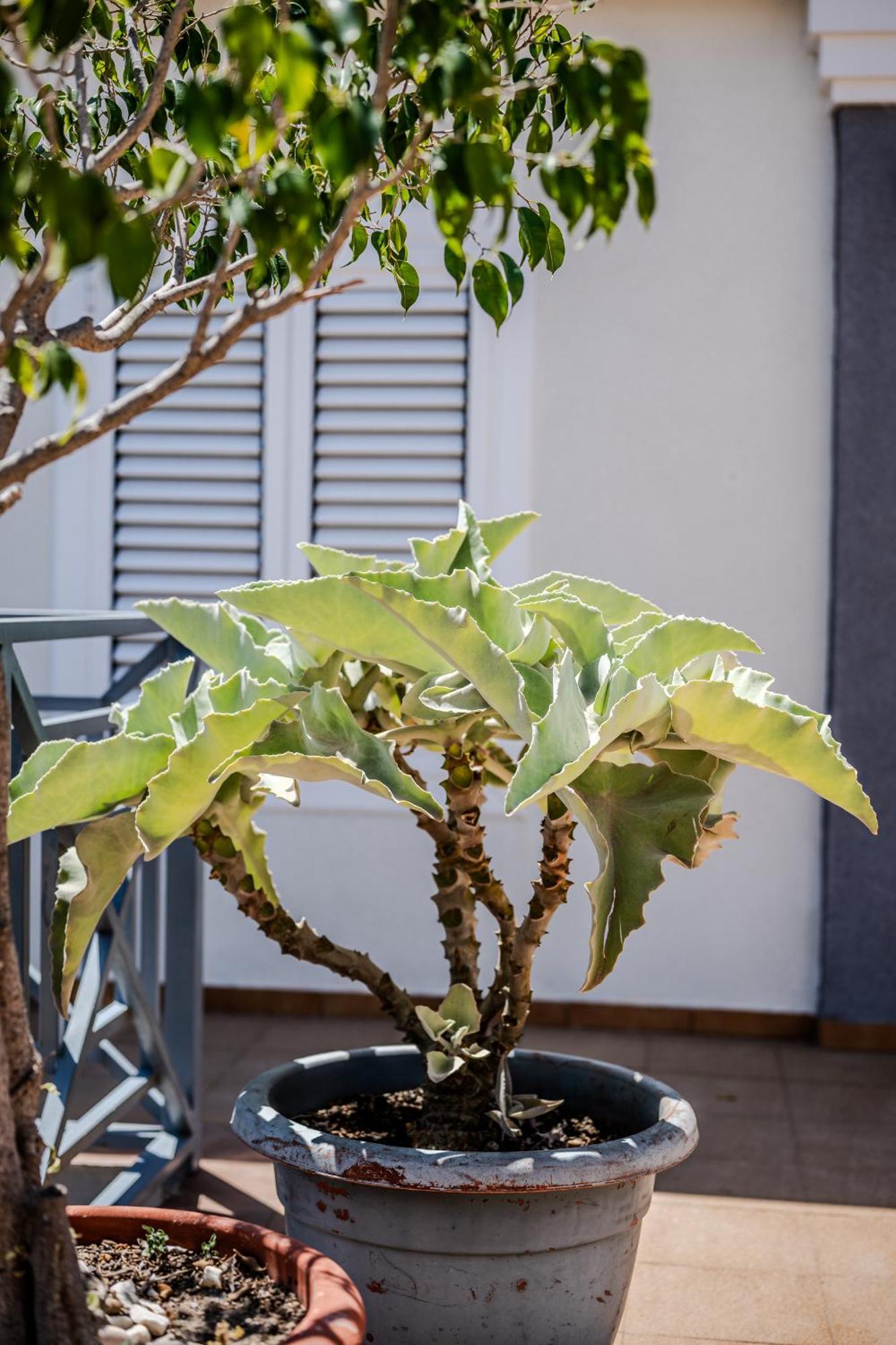 Penthouse Playa Del Cura - Torreviejaアパートメント エクステリア 写真